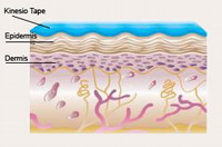 funzionamento kinesio